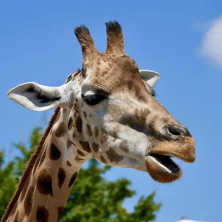 Zentrale Altstadtwohnung In Rapperswil Am Zuerichsee * Rapperswil (St. Gallen)