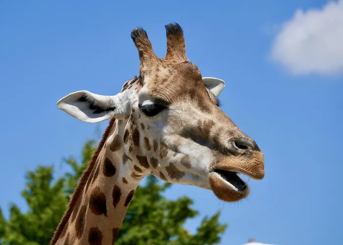 Zentrale Altstadtwohnung In Am Zuerichsee * Rapperswil (St. Gallen)